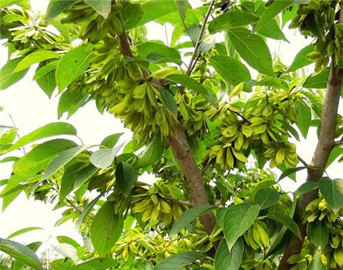 杜仲新增果用良种3个