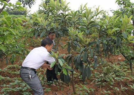 枇杷树该如何修剪?