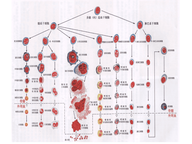 血细胞分类ppt课件
