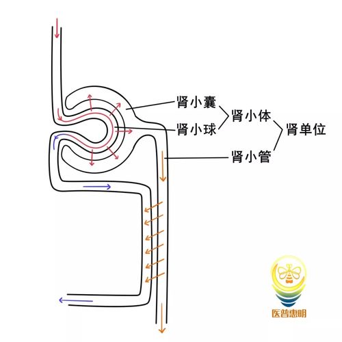 肾单位模式图(绘:医普惠明工作室凌雯霞)