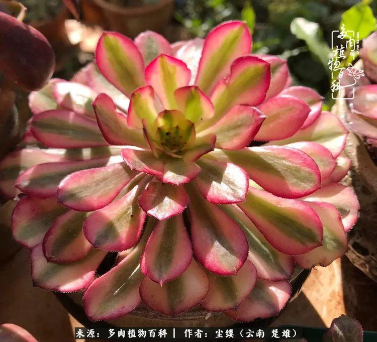 美亚,老叶子会退锦,喜欢宽叶子法师的小伙伴可以入手.