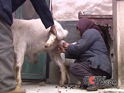 2月4日 《公羊产奶》