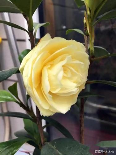 茶花稀有黄色品种——正黄旗,淡香,重瓣,莲花型