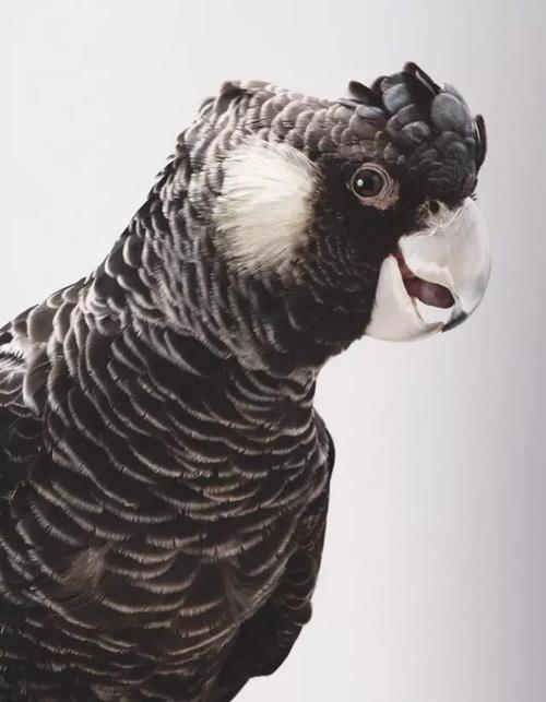 鹦鹉~~喜欢就拿去画吧!_素描教程绘画学院_零二七艺考