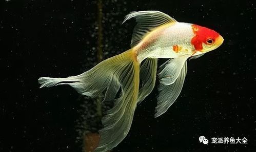 文种金鱼,体型很像古体"文"字,体短而圆,头平而窄,嘴尖,眼小,大尾