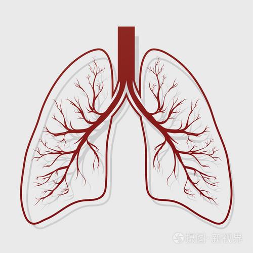 人类的肺解剖图