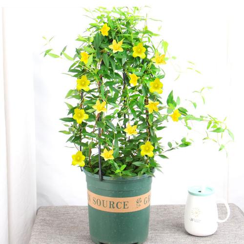 法国香水藤盆栽花卉绿植爬藤室内外阳台黄花香水茉莉花苗冬季耐寒