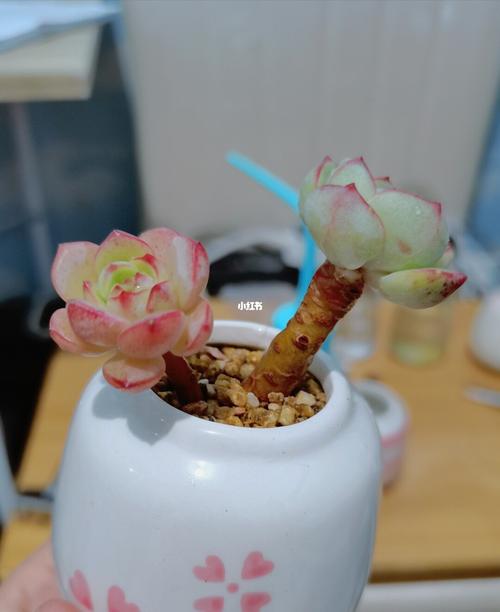 老桩小香草_香草_多肉控_家居家装_家居装饰