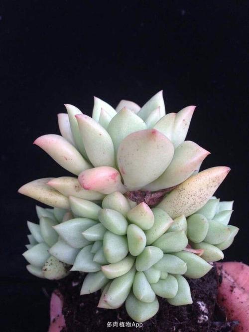 黄金象牙