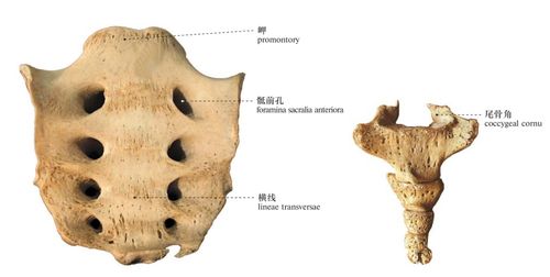 2nd lumbar vertebra (inferior aspect)图30 第2腰椎(下面观)2nd