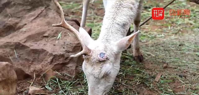 昆明动物园惊现独角鹿,谁干的?园方回应了