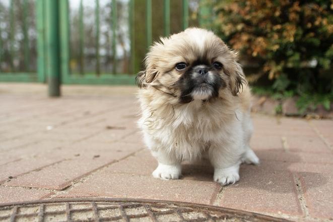 pekinese puppy 3