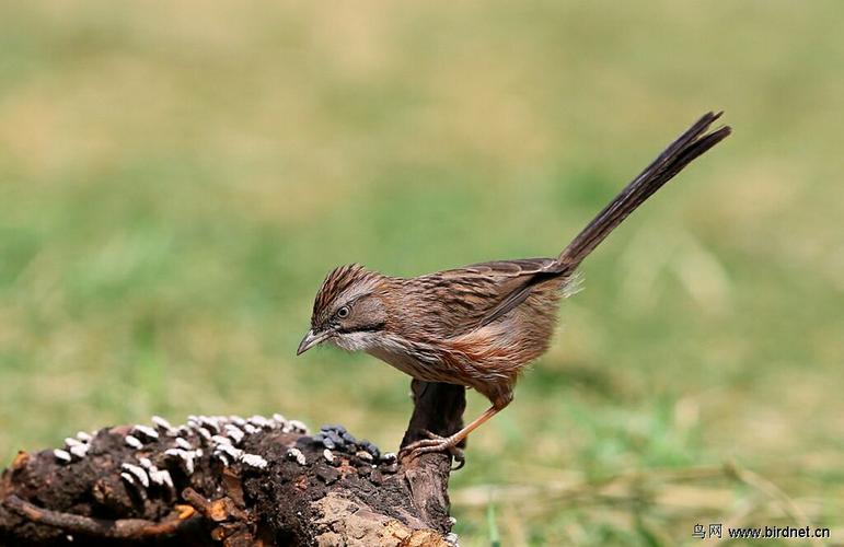 也是鸣禽,叫声和山噪鹛差不多.