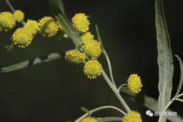 大籽蒿 artemisia sieversiana
