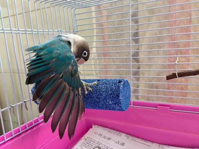 我家的不速之客可爱的蓝牡丹鹦鹉