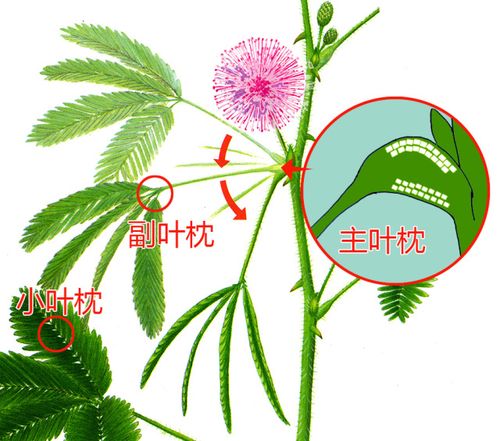 含羞草的叶柄基部有一个膨大的器官叫"叶枕",叶枕内生有许多薄壁细胞