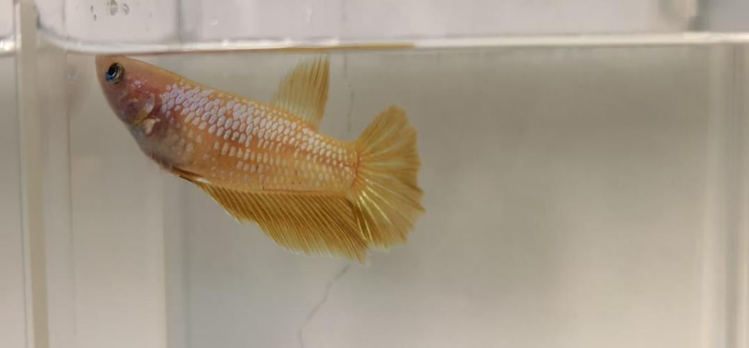 送一条黄色半月母鱼