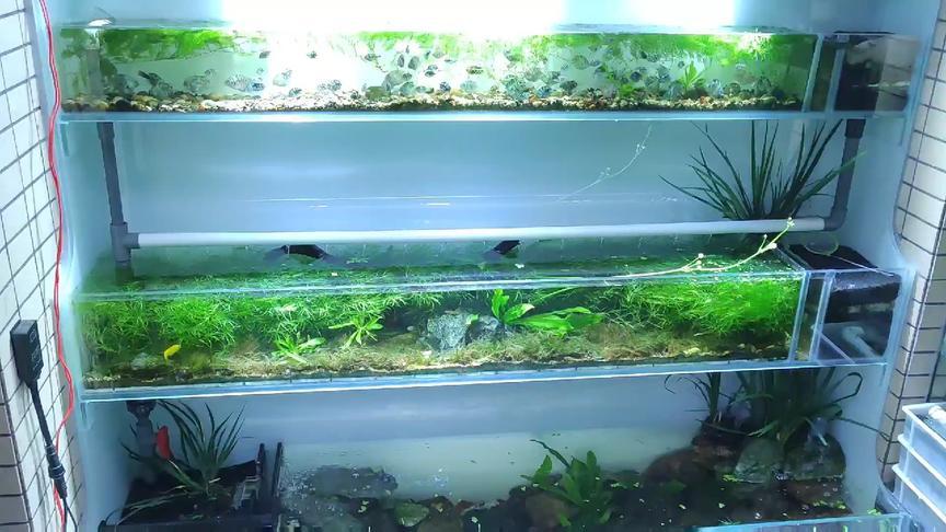 亚马逊水族馆 水陆造景 仿亚马逊雨林环境 水质依然保持透亮清澈