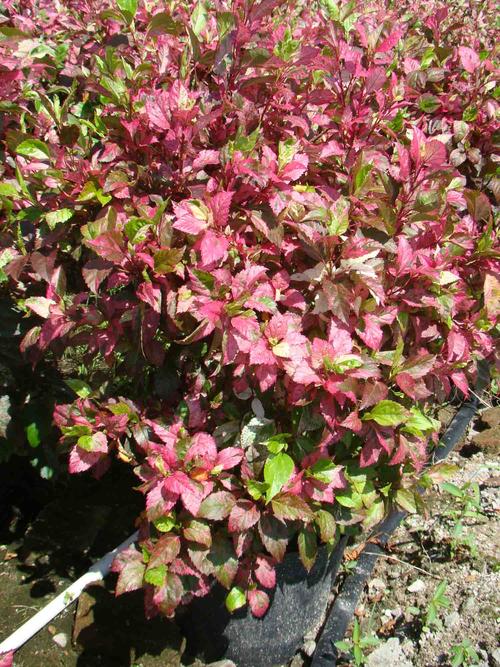 七彩大红花价格-彩叶朱槿 种苗广东报价