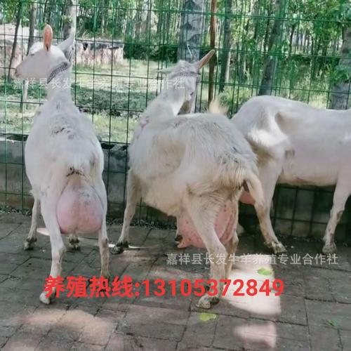纯种萨能奶山羊活体小羊羔怀孕小羊羔怀孕品种羊公母红鹿奶山羊