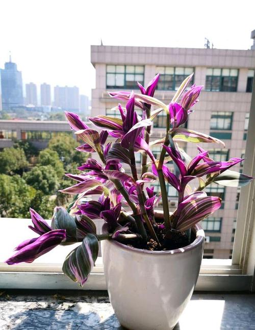 别养普通吊兰了,这种吊兰比花漂亮,还好养