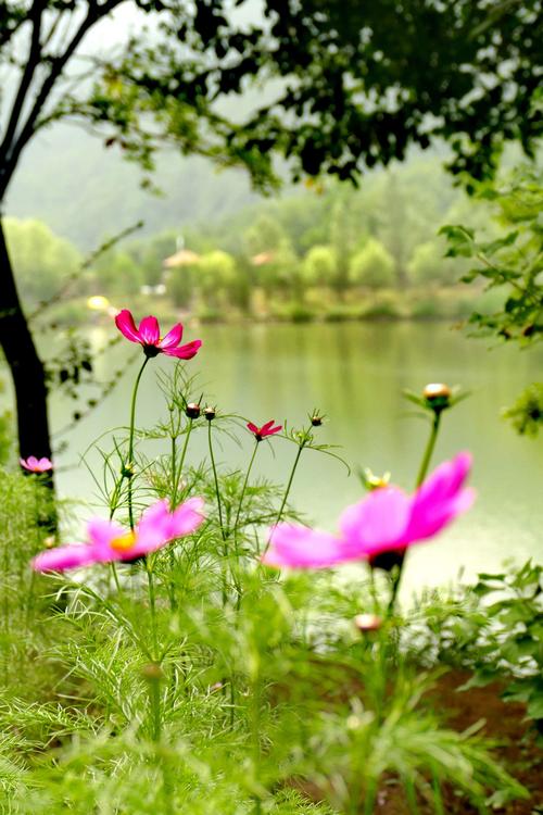依水前行,草木碧透,山花无主,烂漫怒放.