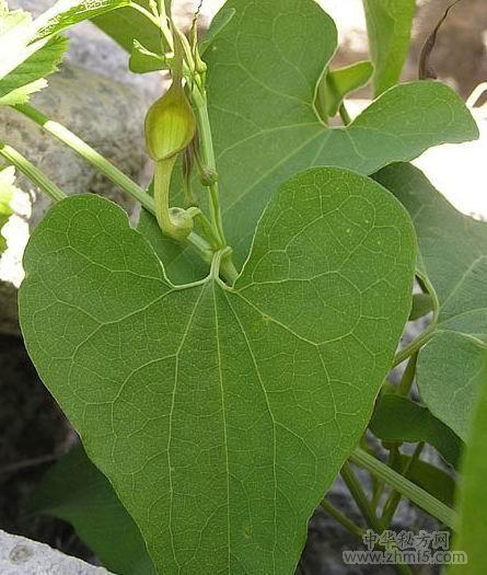 青木香的功效与作用及禁忌