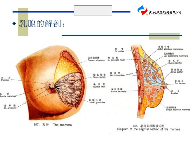 乳腺分区及影像学表现