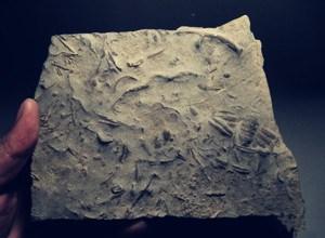 上海公司三叶虫化石拍卖成交率较高