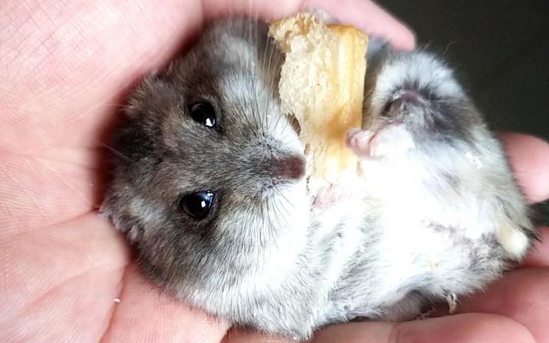 三线仓鼠大眼萌鼠的夜宵真香