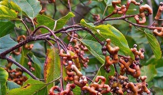 在农村不起眼的"拐枣",其实是"宝",看到后可采摘一些