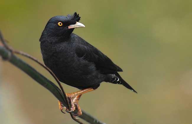 八哥鸟能活多少年?