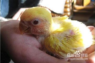 如何判断牡丹鹦鹉年龄