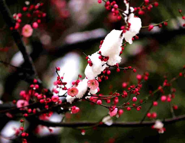 标题:雪中梅