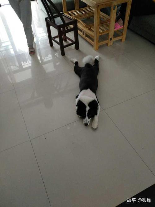 边牧夏天热,需要剪毛?