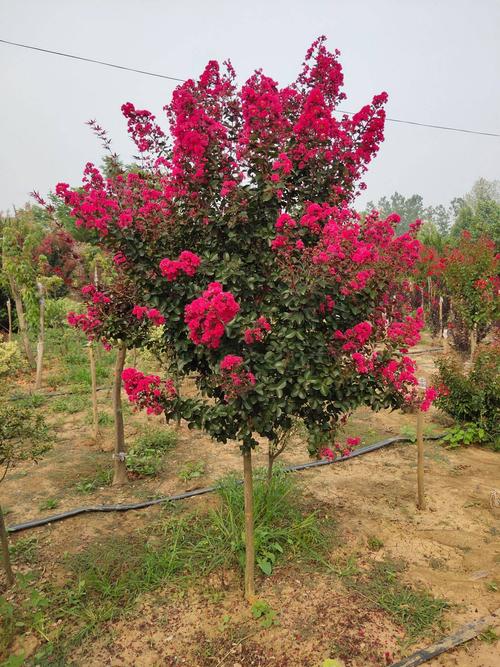 紫薇树几月份移栽好