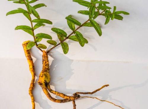 黄芩的功效与作用