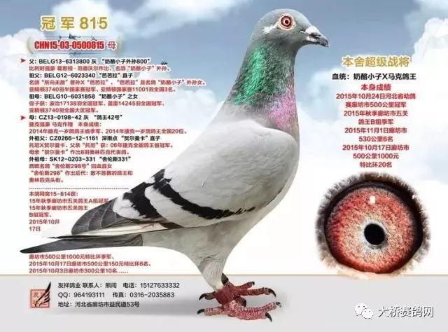 揭秘五关鸽王友祥鸽业奶酪家族大赏