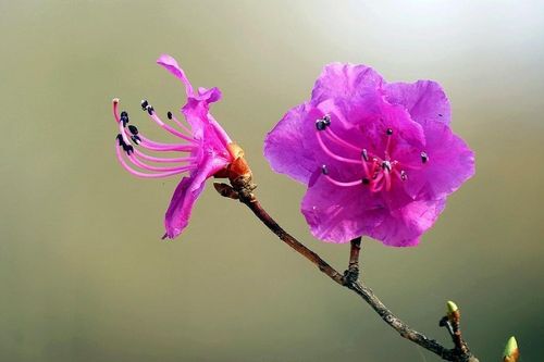 扬州市的市花是什么