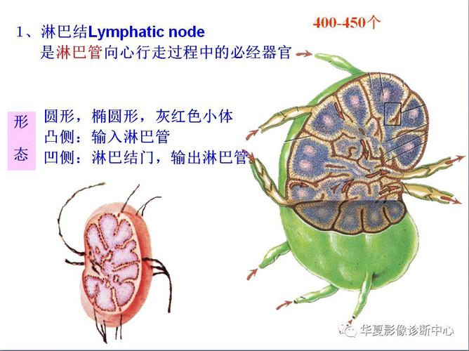 全身淋巴系统的精细解剖