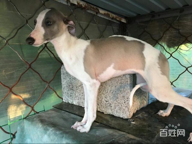 双血原版小老头惠比特