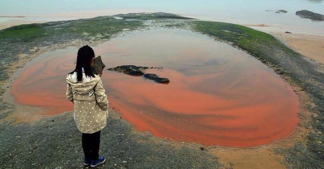 日本北海道出现赤潮现象海水鲜红如血会蔓延到我国海域吗