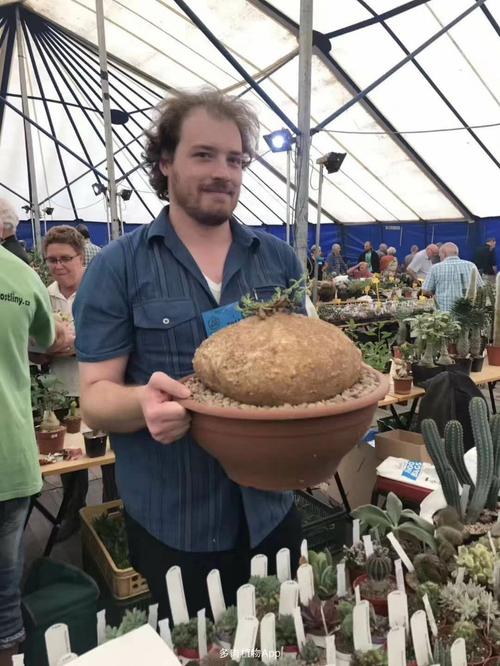 仙人球大棚直销,常年出售精品仙人球,乌,鱼,翠,龟甲牡丹,块根,龙舌兰