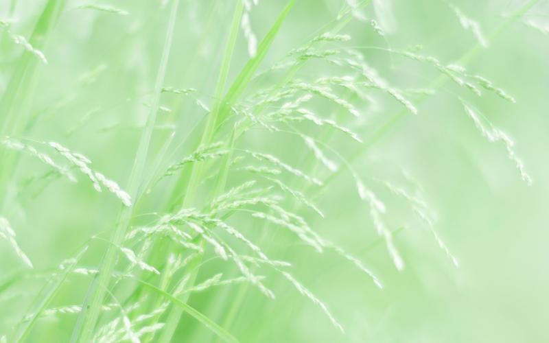 绿色护眼小清新高清桌面壁纸图片