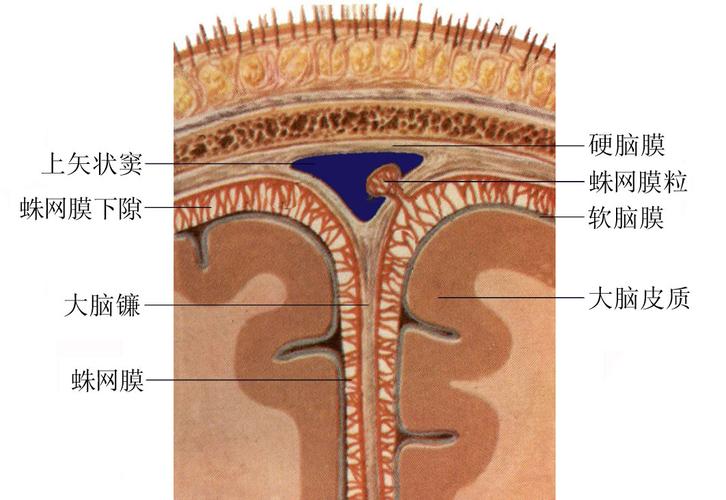 上矢状窦解剖示意图-人体解剖图