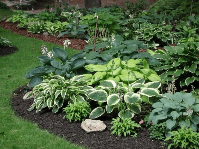 谁说矾根最美?那是你没养过玉簪花!