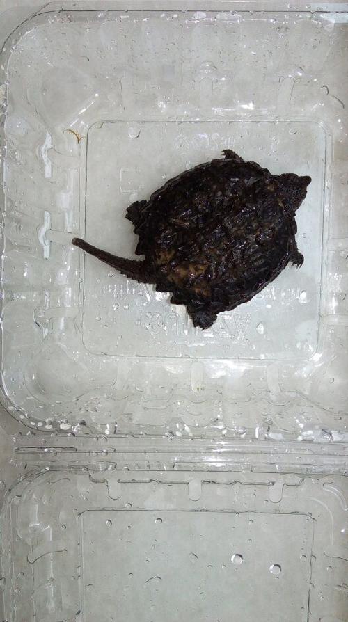 小鳄龟,龟背有死皮还有白色的东西