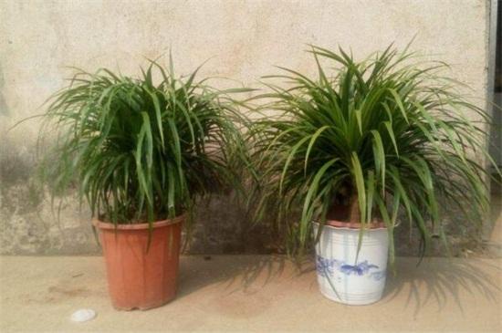 龙须树的修剪步骤,4个步骤修剪茂盛的龙须树