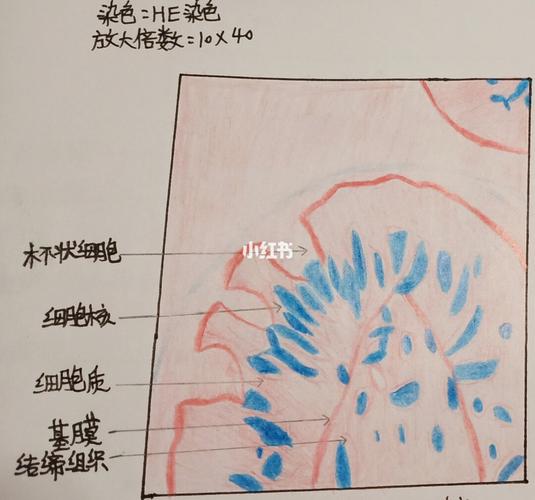 1,单层柱状上皮(胆囊)