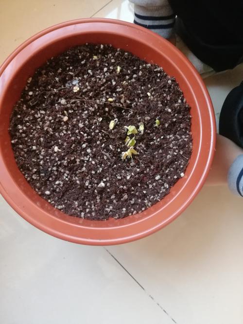 11月8号,两天的时间,牵牛花种子就发芽了!